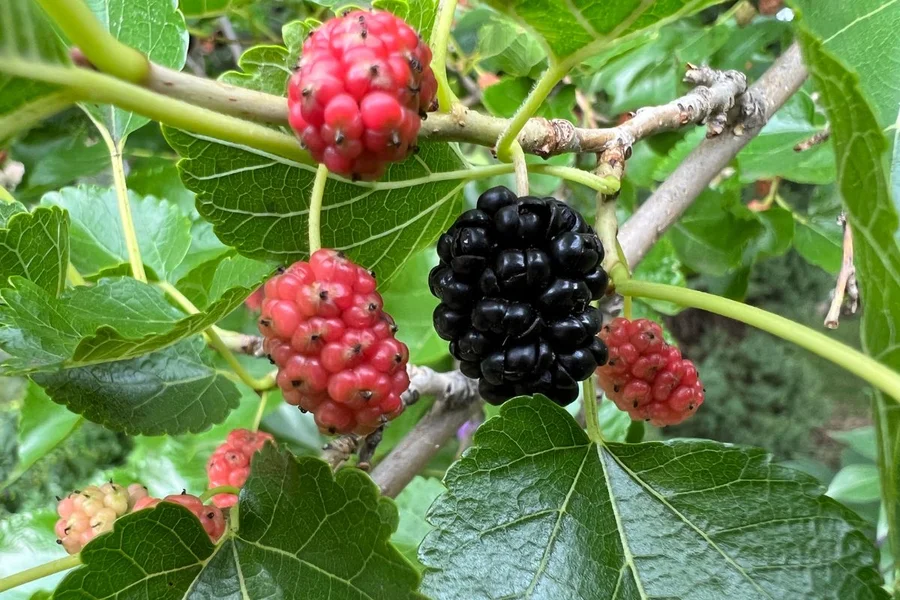 Guia Completo: Contraindicações e Cuidados ao Consumir Chá de Amora