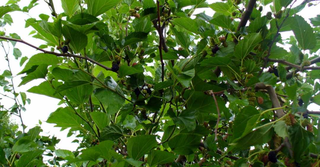 Receitas e Dicas: Como Preparar o Chá de Folha de Amora Perfeito