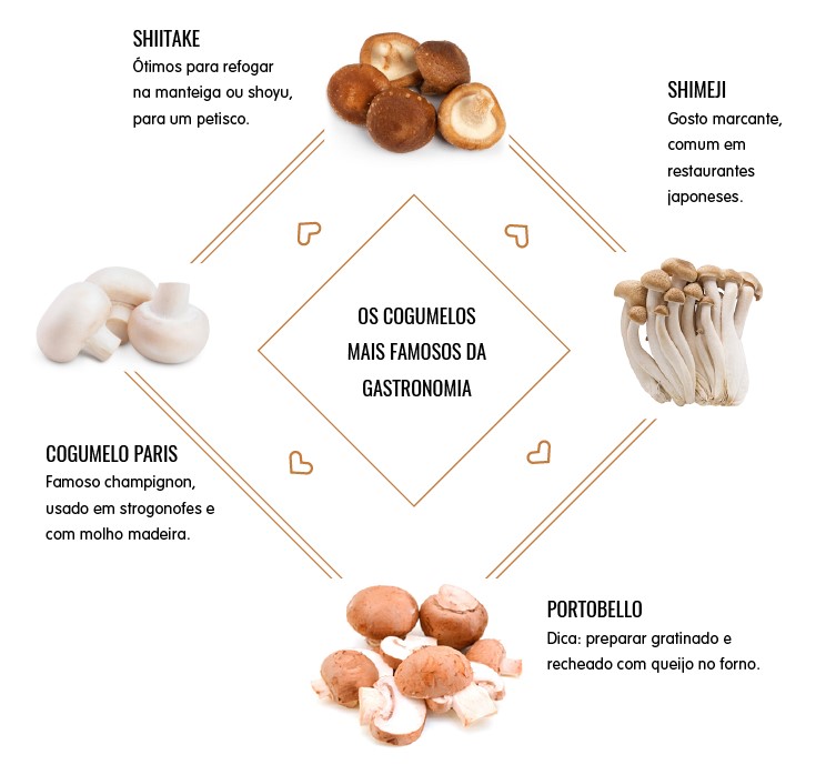 beneficios do champignon