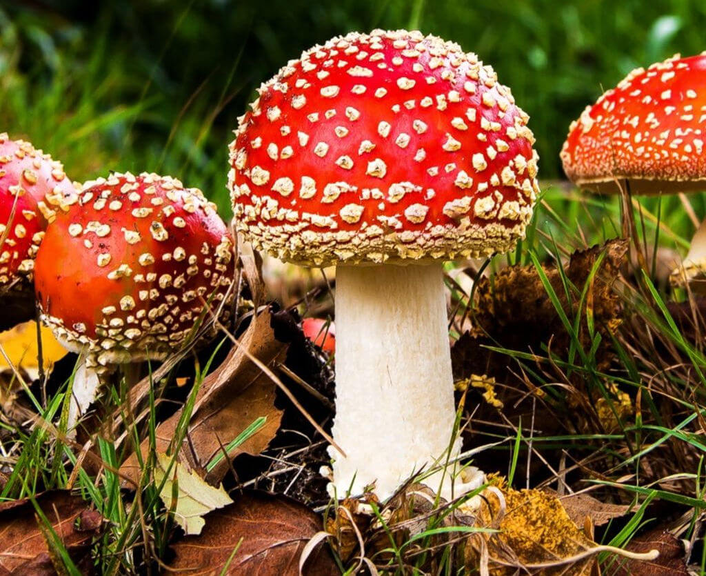 Benefícios do cogumelo shiitake vs champignon