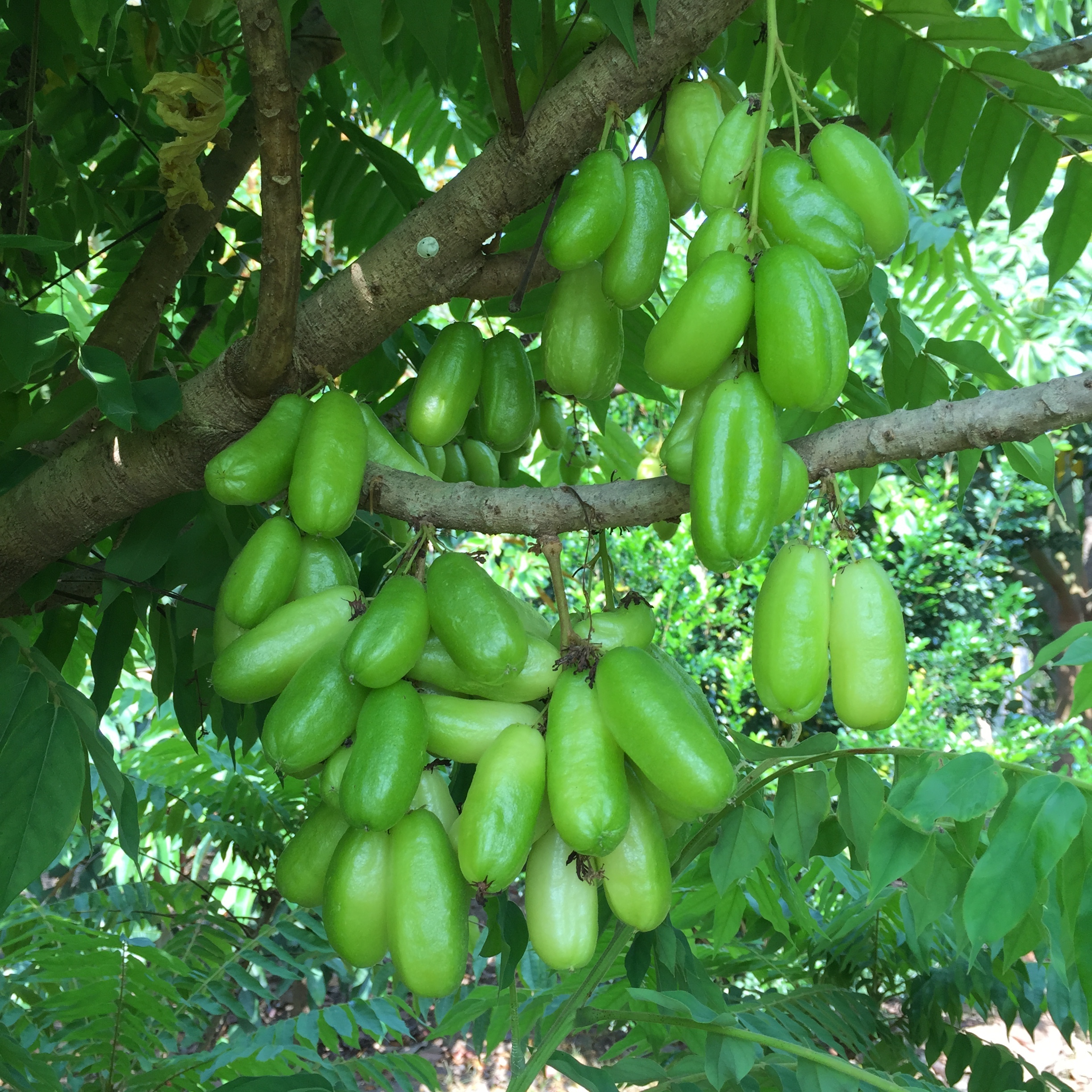 Bilimbi vs. Limão: Qual a Fruta Mais Ácida?
