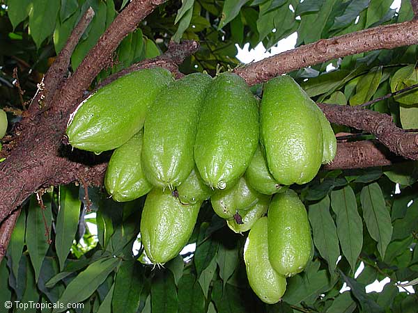 O Bilimbi na Cozinha Asiática: Curries e Sopas Azedas