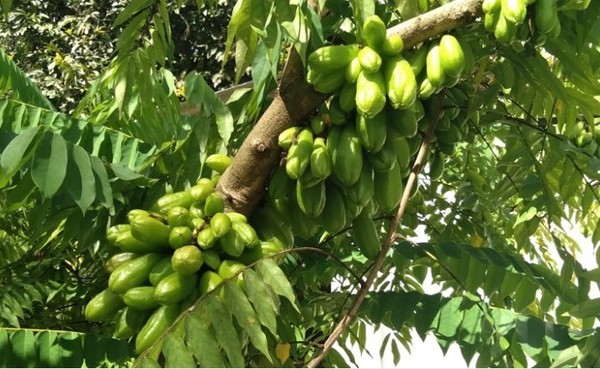 Biribiri para a Saúde: Benefícios e Cuidados Essenciais com o Consumo