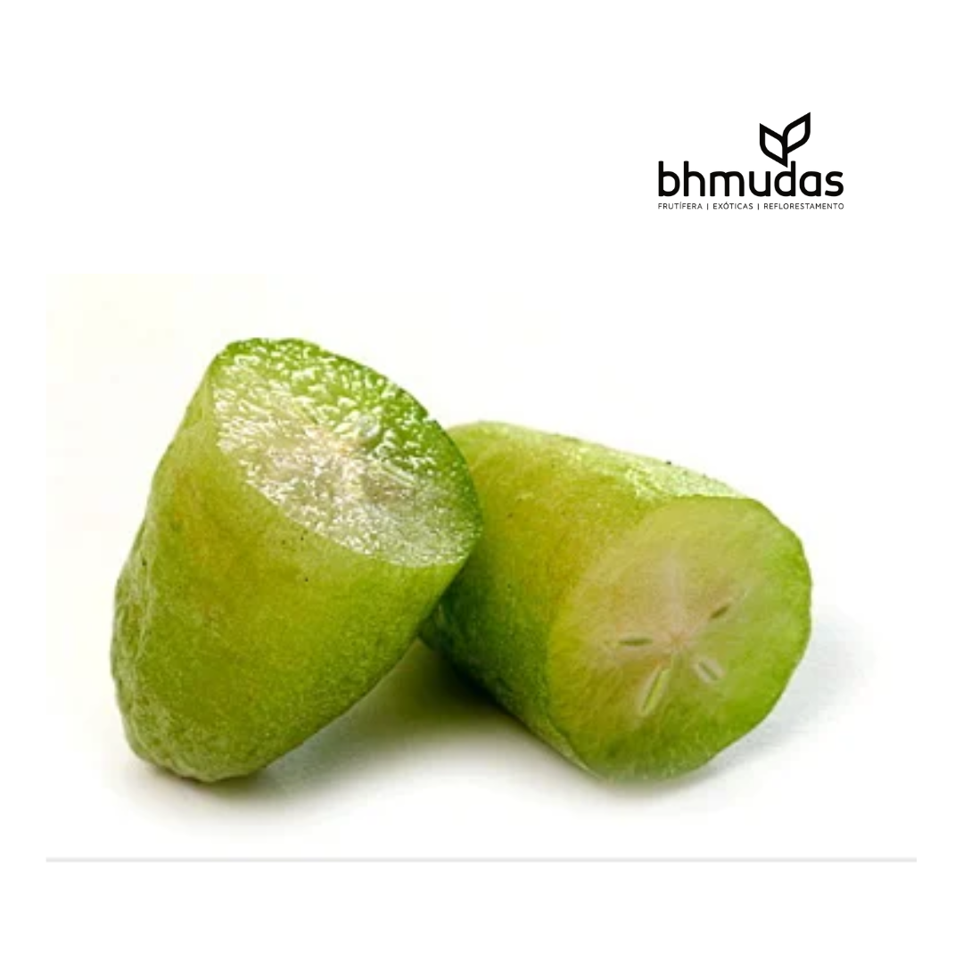 Diamantina e Biribiri: Roteiro de Viagem pelas Belezas Naturais e Históricas