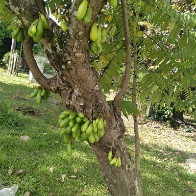 Biribiri: Conheça a Fruta Ácida e Seus Usos na Culinária Brasileira