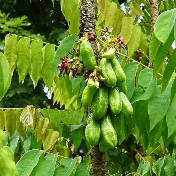 Biribiri para a Saúde: Benefícios e Cuidados Essenciais com o Consumo