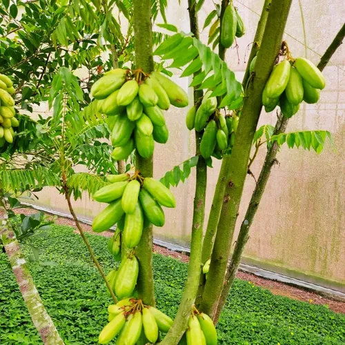 Receitas com Biribiri: Do Suco à Moqueca