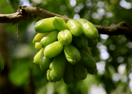 Explore o Sabor Exótico