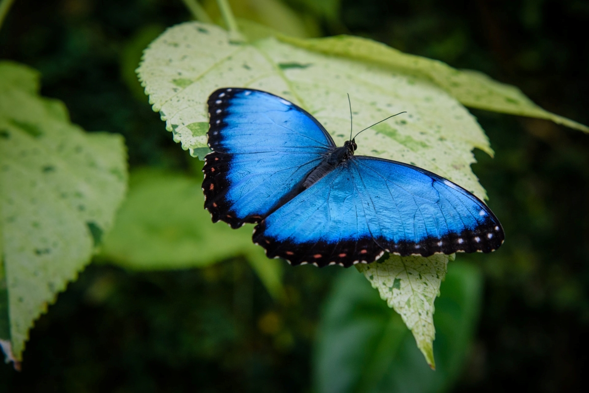 borboleta azul e preta