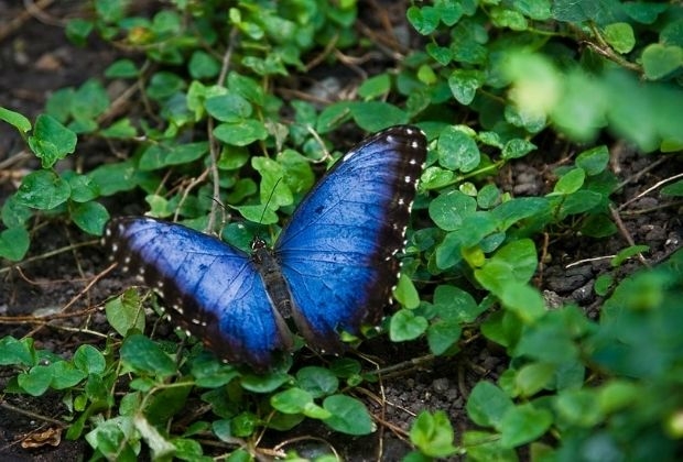 Borboletas Azuis no Brasil: Onde Encontrá-las?