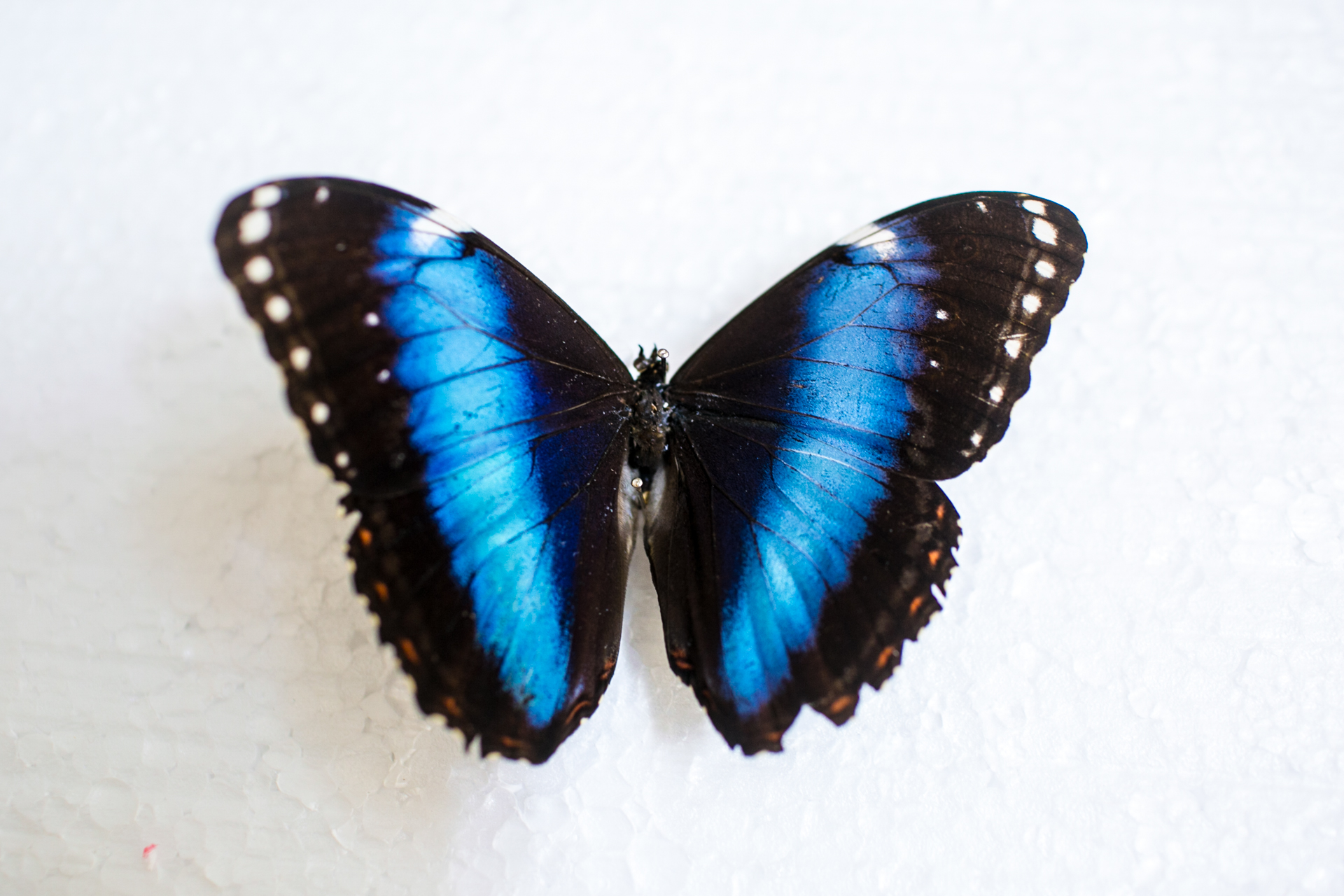 O Poder Simbólico das Borboletas Azuis: Mensagens e Significados