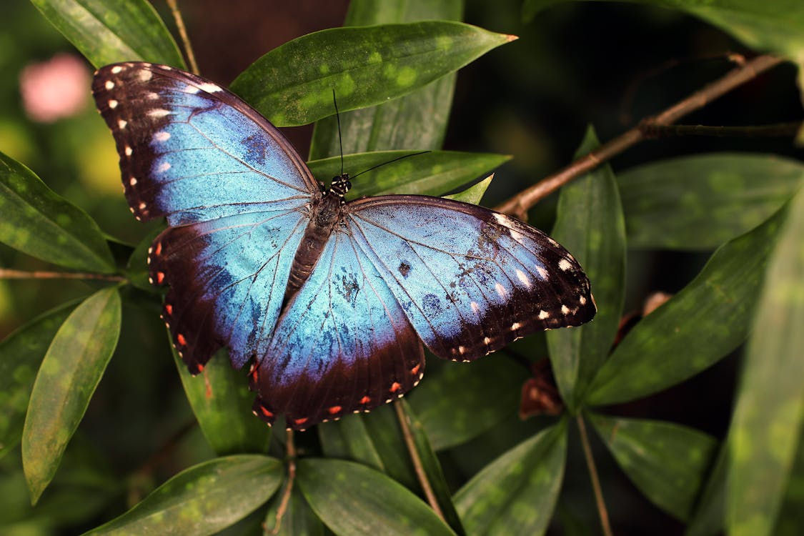 borboleta azul e preta