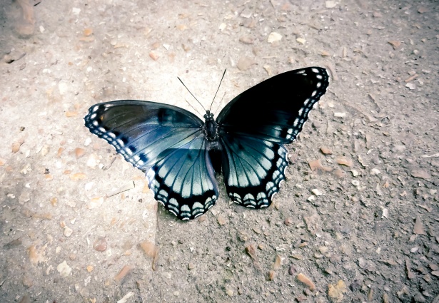 O Que Significa Ver uma Borboleta Azul e Preta?