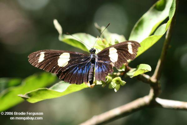 O Poder Simbólico das Borboletas Azuis: Mensagens e Significados