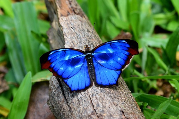 O Que Significa Ver uma Borboleta Azul e Preta?