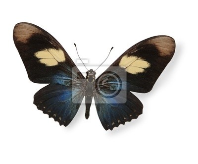 Guia Completo da Borboleta Morpho Azul: Habitat e Curiosidades