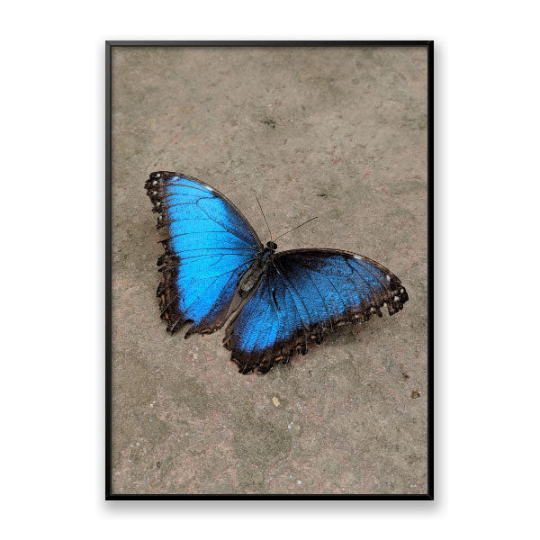 Borboletas Azuis no Brasil: Onde Encontrá-las?