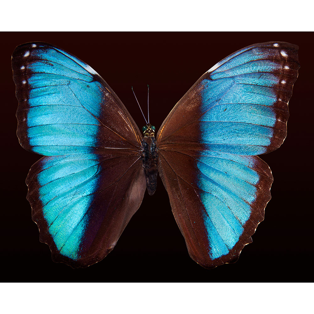 O Poder Simbólico das Borboletas Azuis: Mensagens e Significados