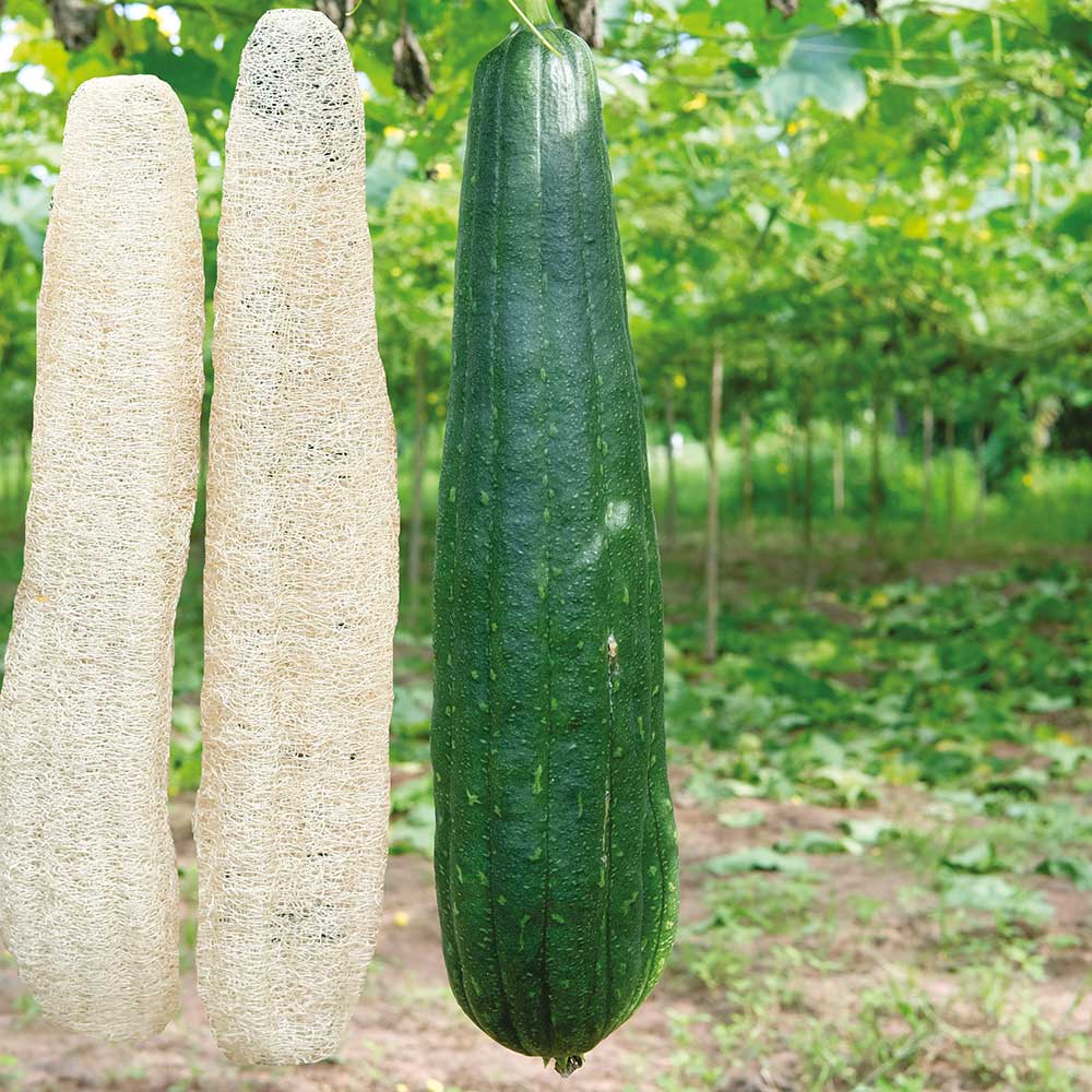 Bucha Vegetal vs. Esponja Sintética: Qual a Opção Mais Ecológica?