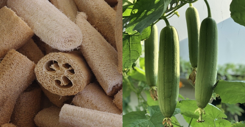 Bucha Vegetal: Guia Completo de Usos e Benefícios para Sua Rotina Sustentável