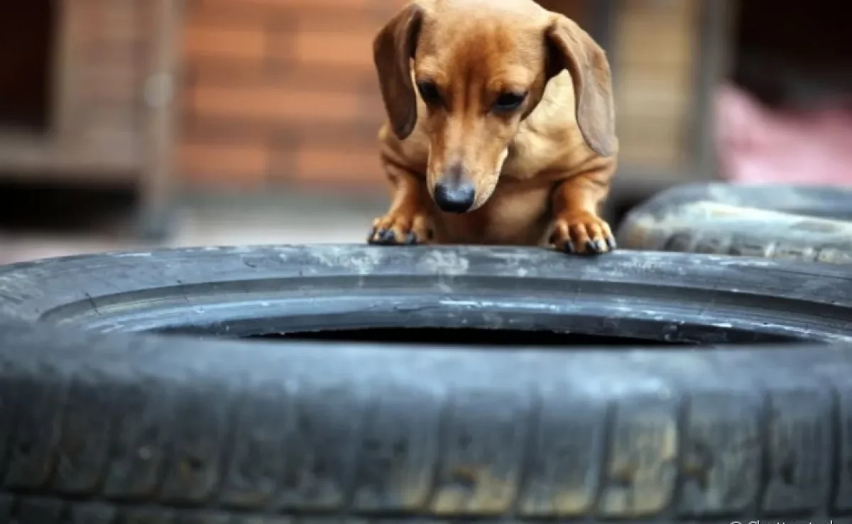 DIY Cama de Pneu: Passo a Passo Detalhado para Economizar e Reciclar