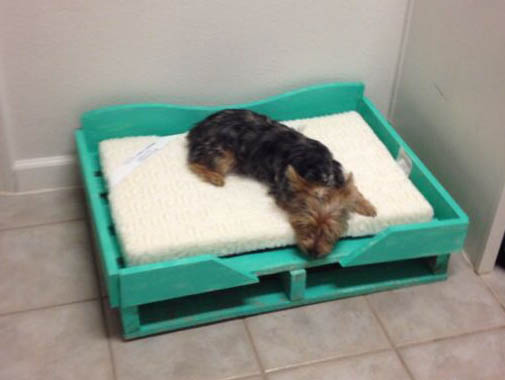 cama de pneu para cachorro