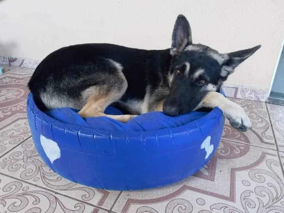 cama de pneu para cachorro