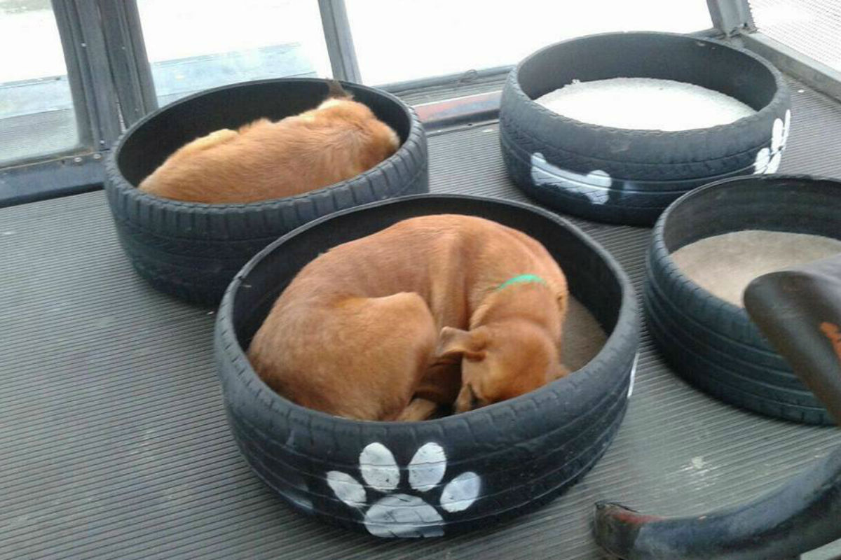 DIY Cama de Pneu: Passo a Passo Detalhado para Economizar e Reciclar