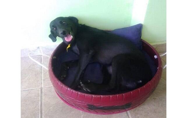 Camas de Pneu para Pets: Sustentabilidade e Conforto em um Só Produto