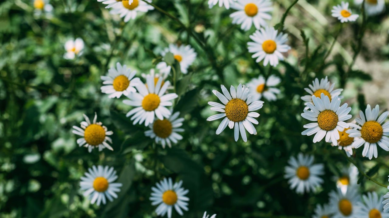 camomila para ansiedade