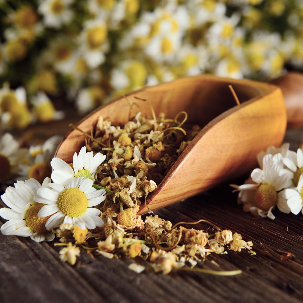 benefícios da camomila para ansiedade