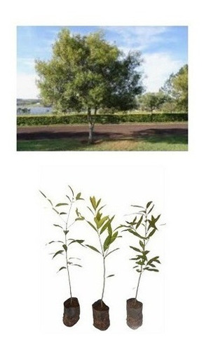 Nectandra megapotamica: A Árvore Canelinha e Suas Aplicações