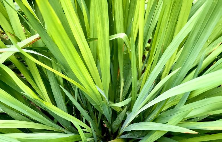 Receitas de Chá de Capim-Limão para Relaxamento Profundo