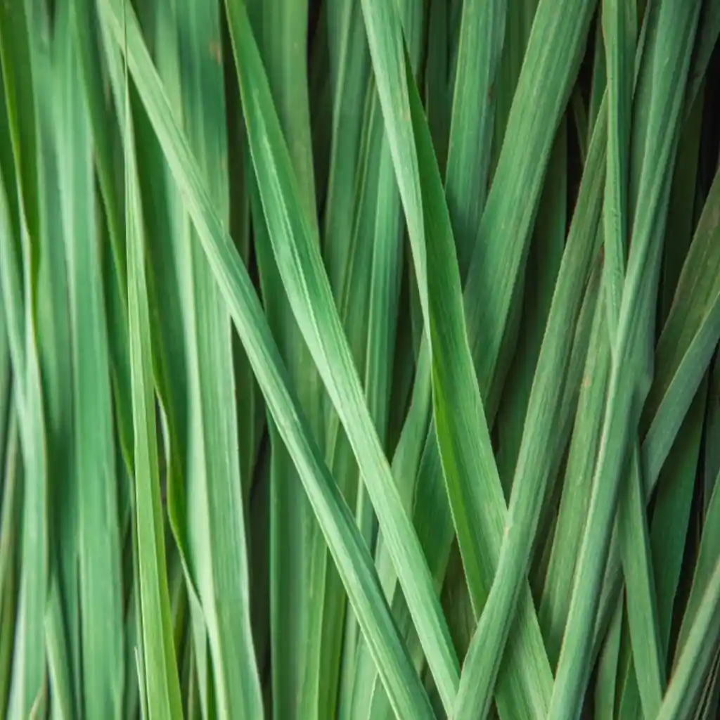 Capim-Limão na Aromaterapia: Guia Completo de Óleos Essenciais