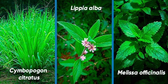 Como o Capim-Limão Ajuda na Digestão e Alivia Cólicas