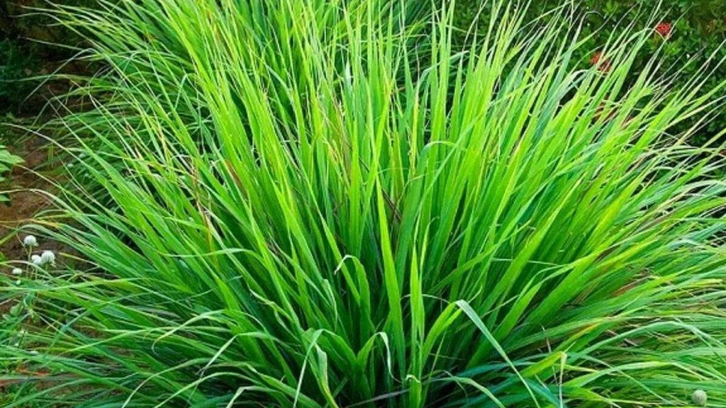 Mitos e Verdades sobre o Consumo de Capim-Limão na Gravidez