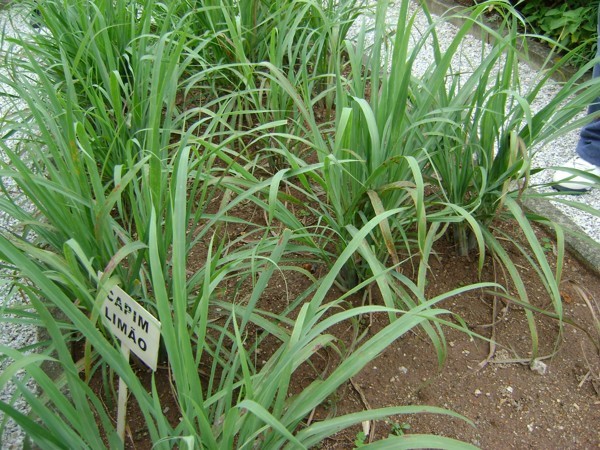 Capim-Limão na Aromaterapia: Guia Completo de Óleos Essenciais