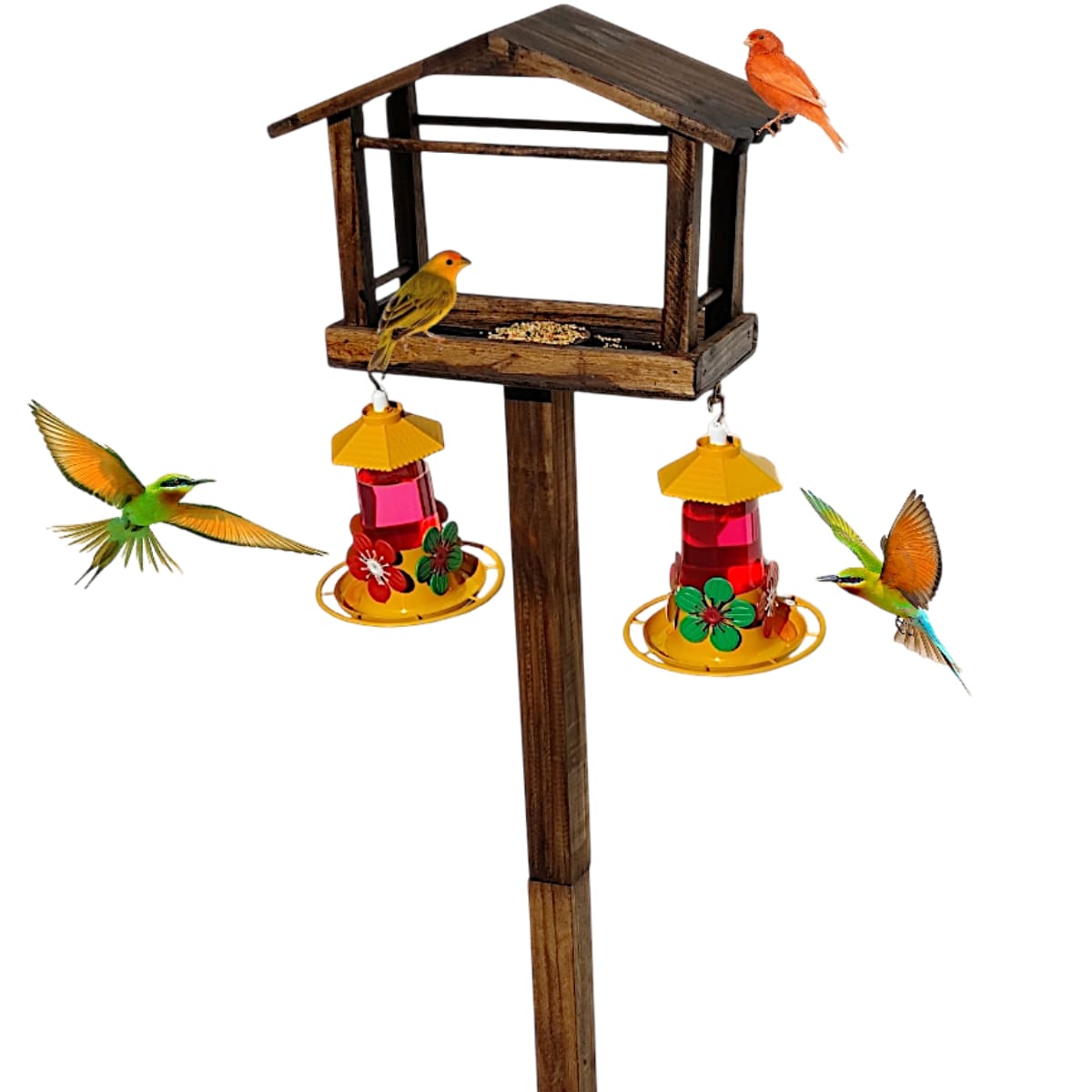 Como Atrair Pássaros para Sua Casinha: Dicas de Localização e Alimentação