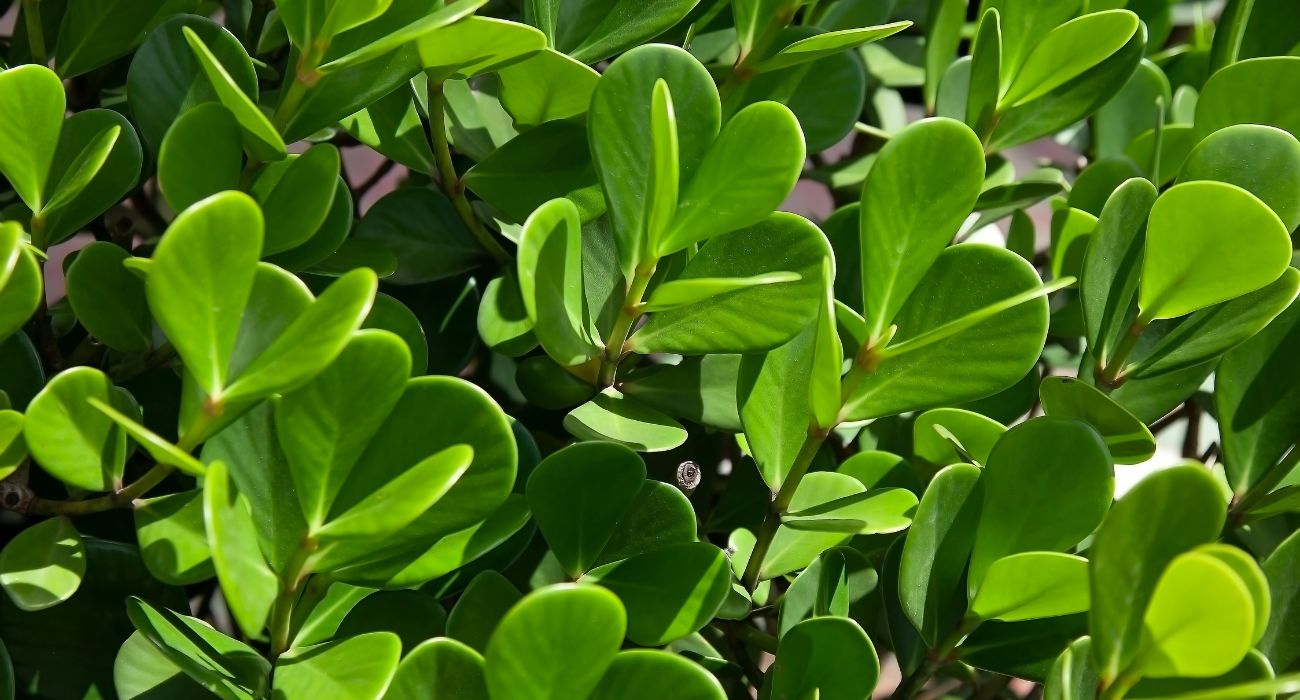 melhor planta para cerca viva rapida