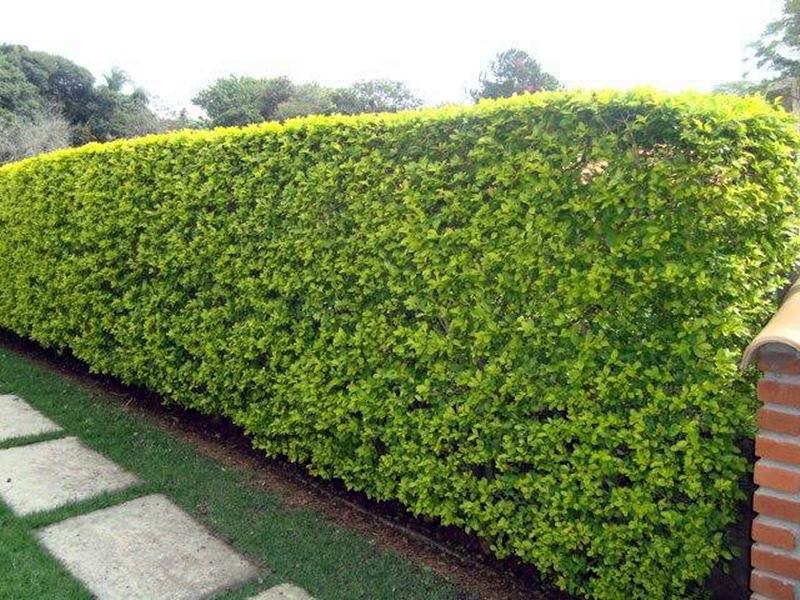 tipos de plantas para muro verde