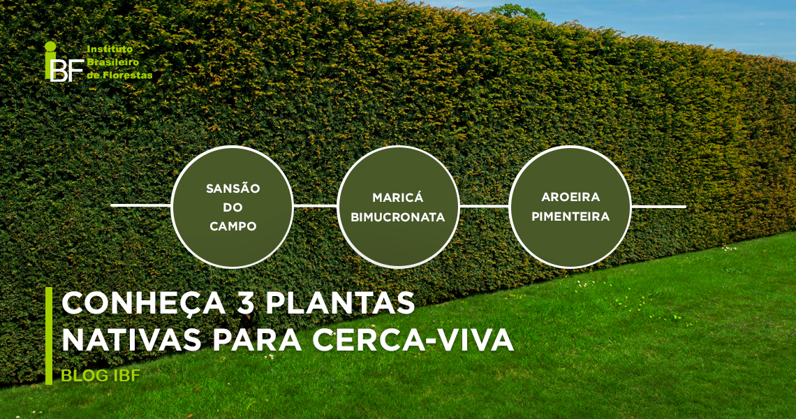 cerca viva resistente ao sol e salitre