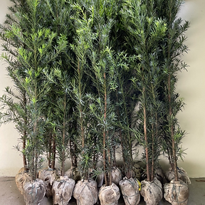 cerca viva florida para jardim