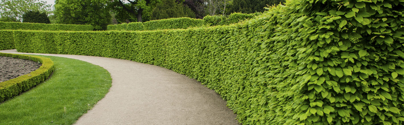 plantas para cerca viva com pouca manutenção