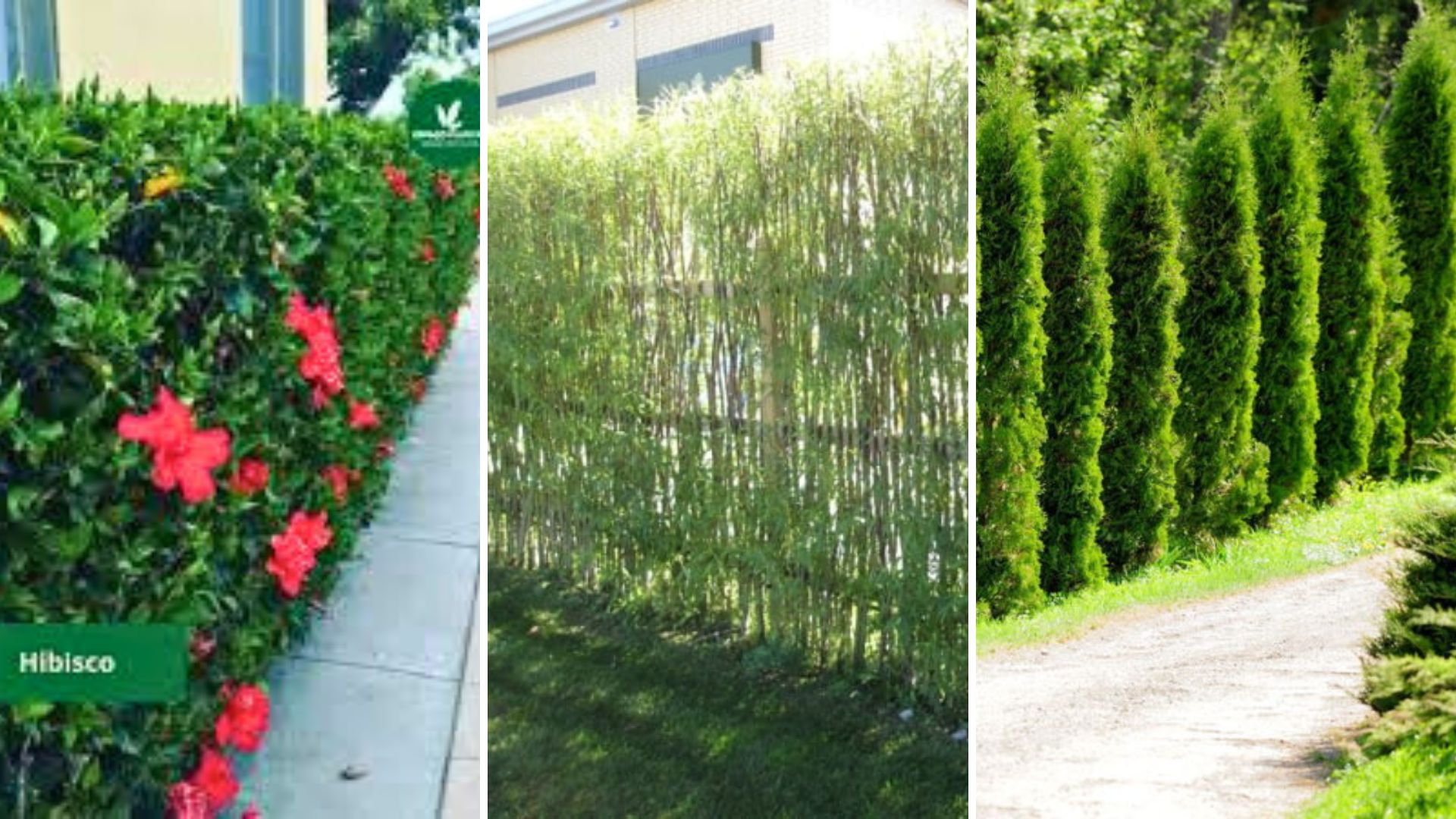 cerca viva que fecha rapido