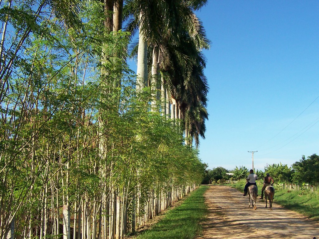 cerca viva resistente ao sol e salitre