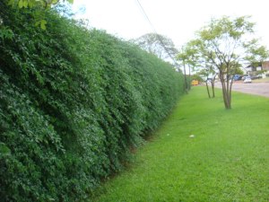 tipos de plantas para muro verde