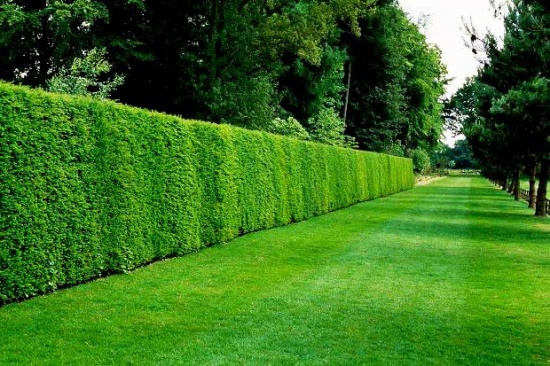 cerca viva resistente ao sol e salitre