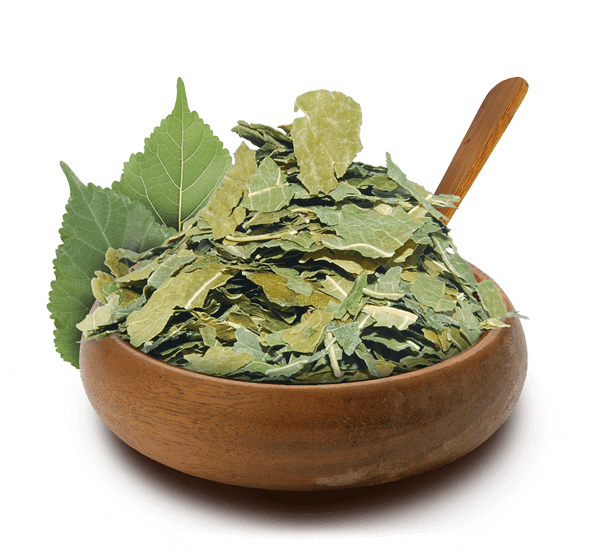 Guia Completo: Como Cultivar Amora em Casa para seu Chá