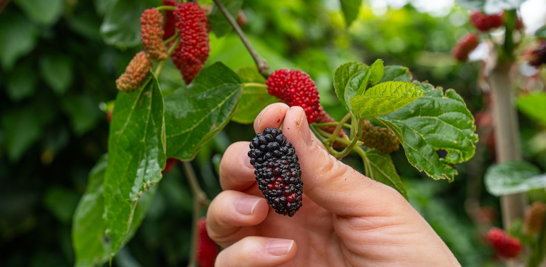 ch de folha de amora