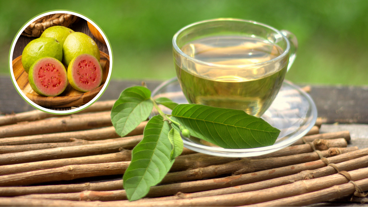 cha da folha de goiaba